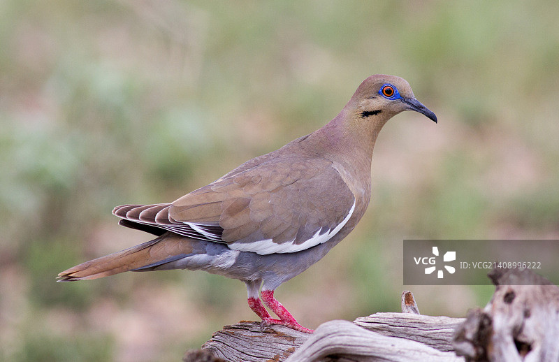 白翅鸽图片素材