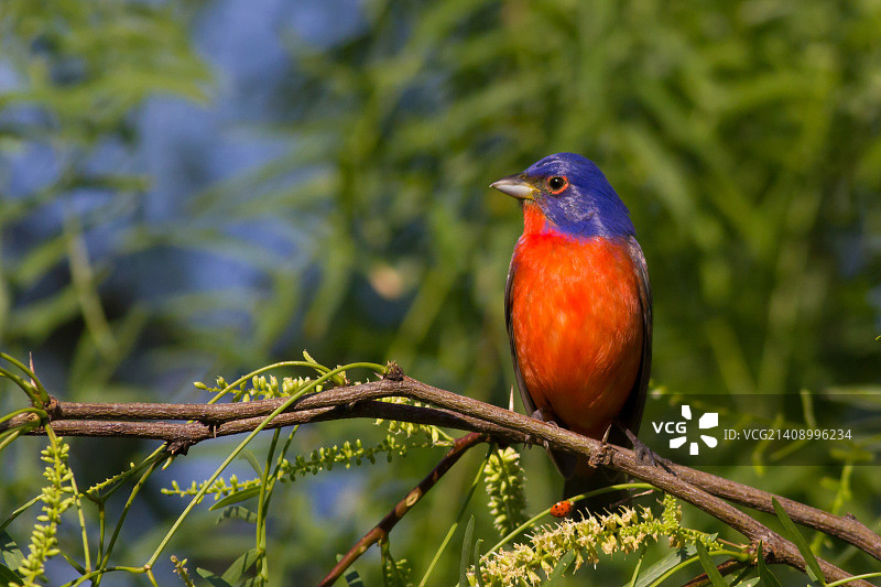 彩绘鹀图片素材