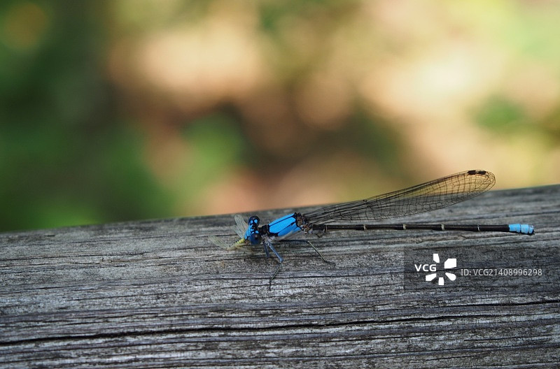 蓝色的蜻蜓图片素材