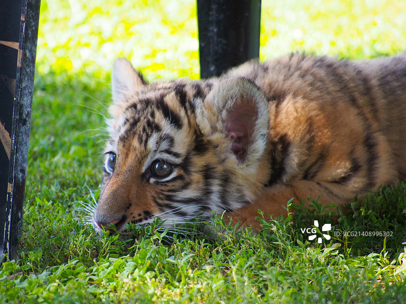 娜迪亚图片素材