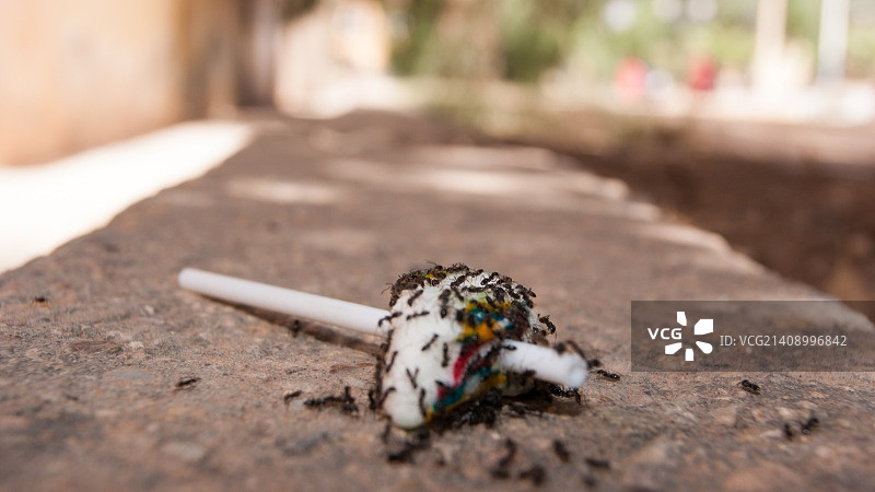 蚂蚁喜爱糖果图片素材