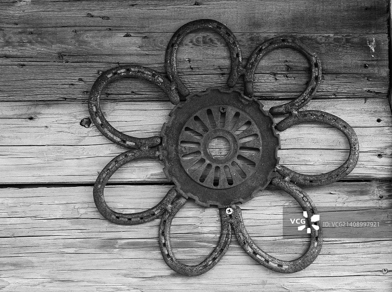 马蹄莲黑白照片图片素材