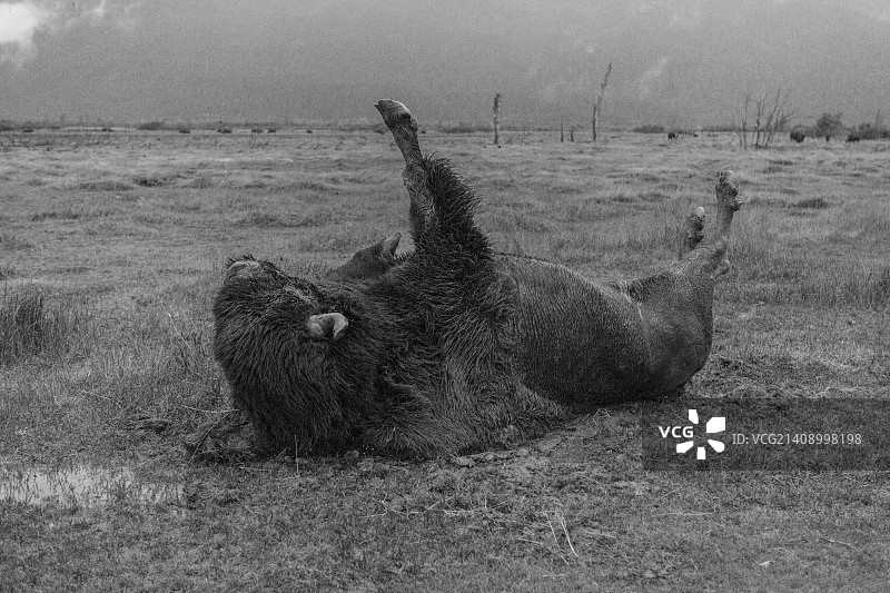 有趣的野牛图片素材