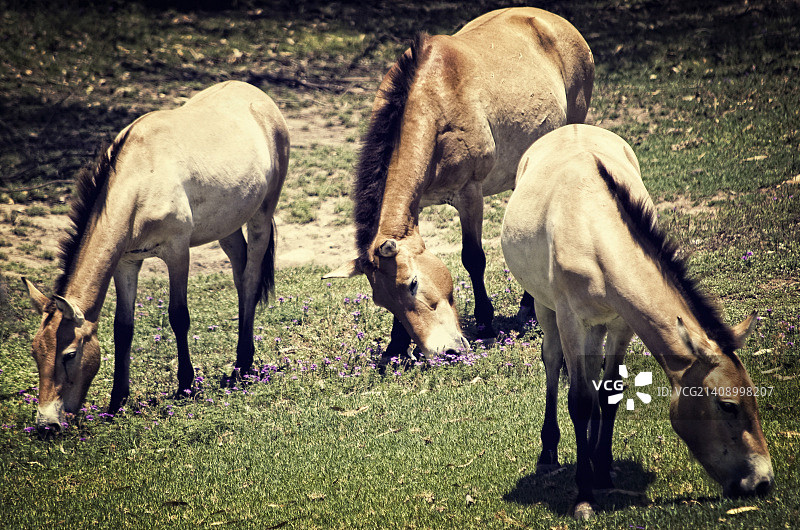 普氏野马群图片素材