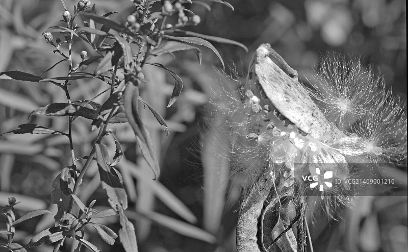 马利筋荚图片素材