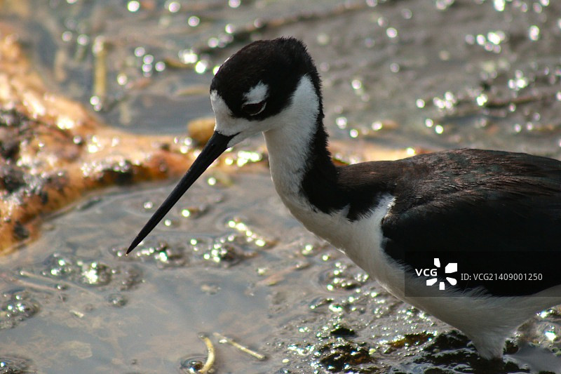 黑长脚鹬图片素材