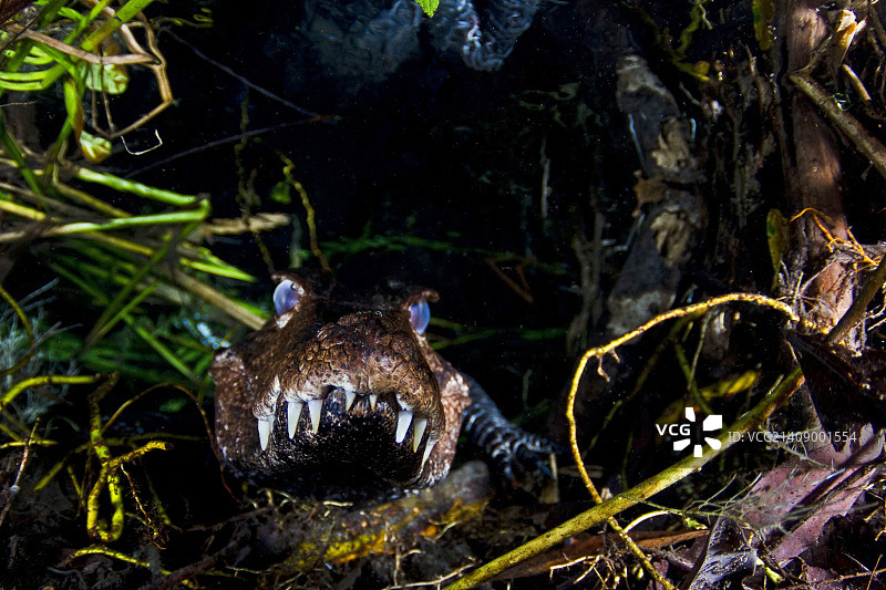 伊利亚贝拉，巴西图片素材