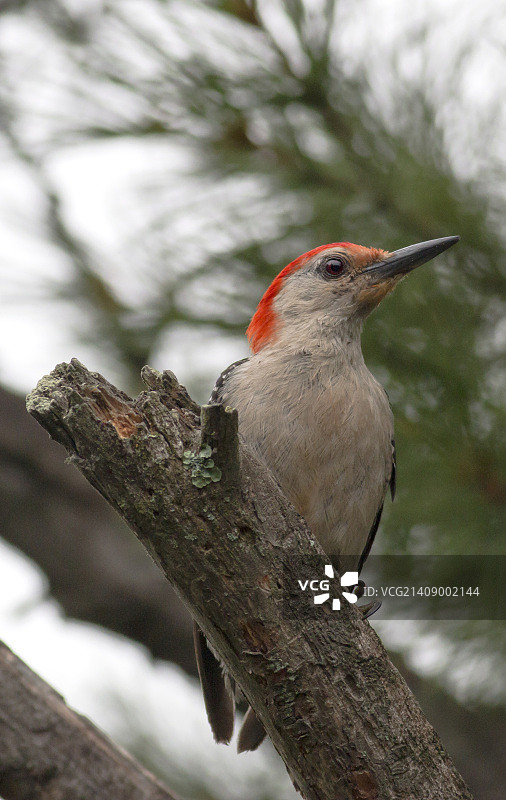 雄性红腹啄木鸟图片素材