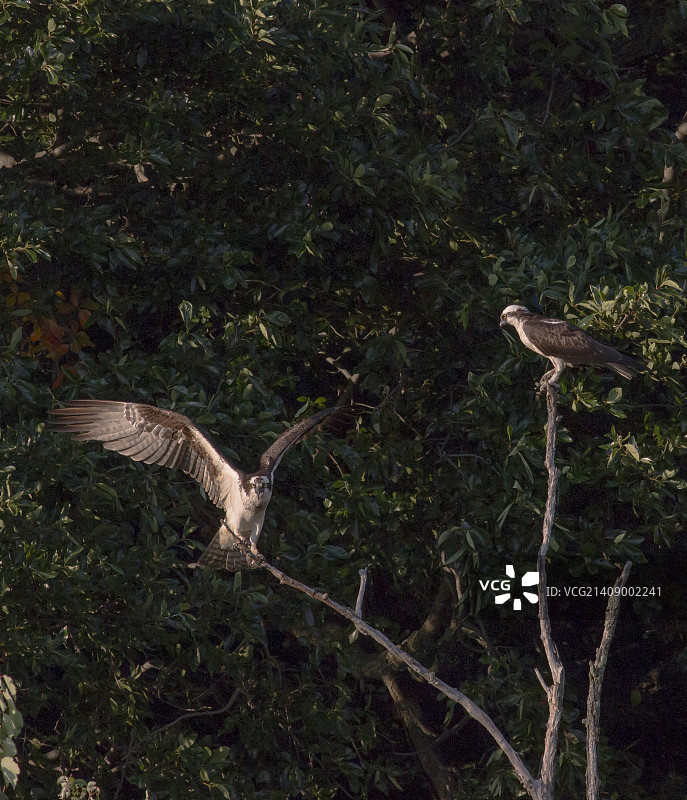 鹗夫妇图片素材