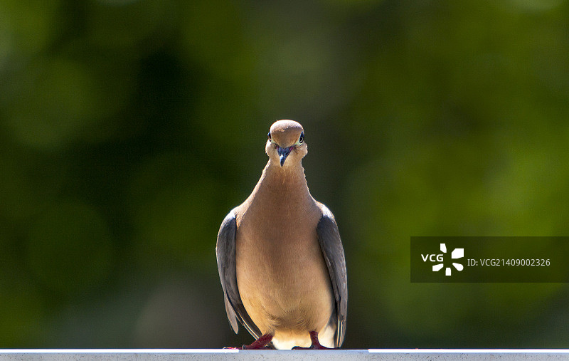 Mourning那里图片素材