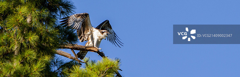 幼年鹗图片素材