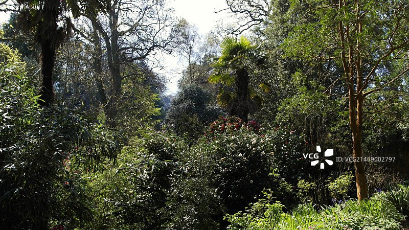 阿博茨伯里亚热带花园[2]图片素材