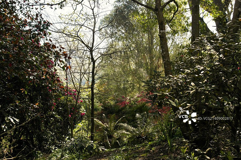 阿伯茨伯里亚热带花园 [7]图片素材