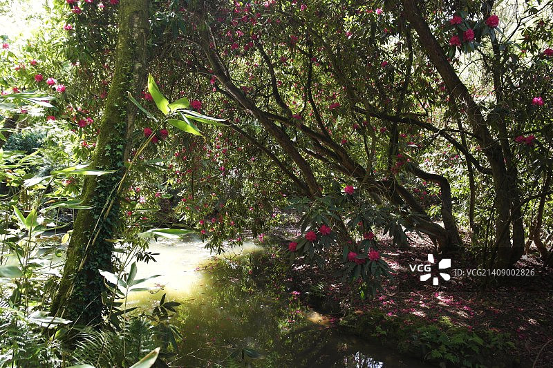 亚伯茨伯里亚热带花园图片素材