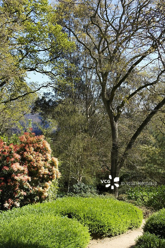 阿博茨伯里亚热带花园图片素材