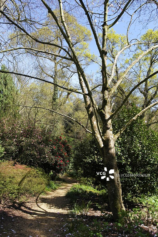 阿伯茨伯里亚热带花园[17]图片素材