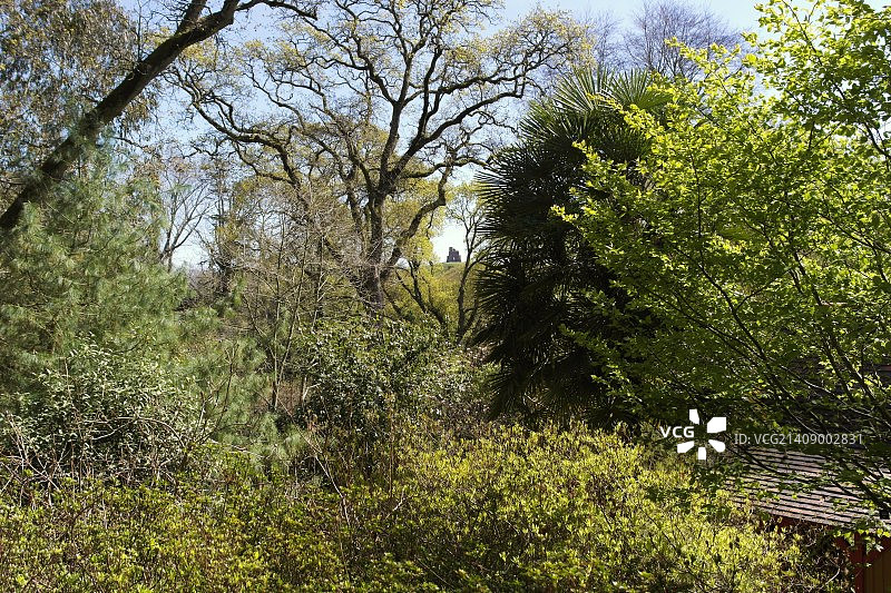 亚伯茨伯里亚热带花园图片素材
