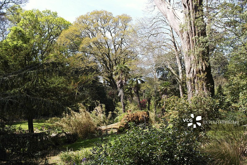 阿伯茨伯里亚热带花园[28]图片素材