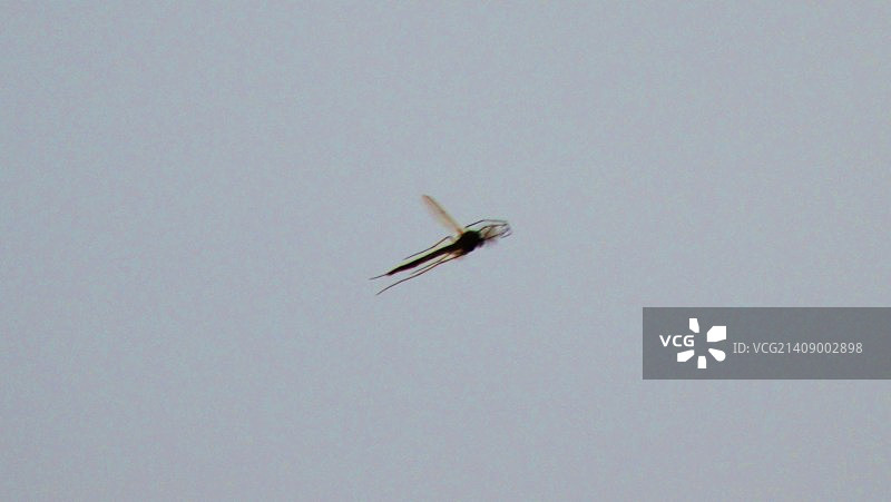 7毫米飞行昆虫图片素材