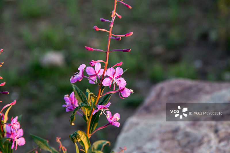柳兰花图片素材