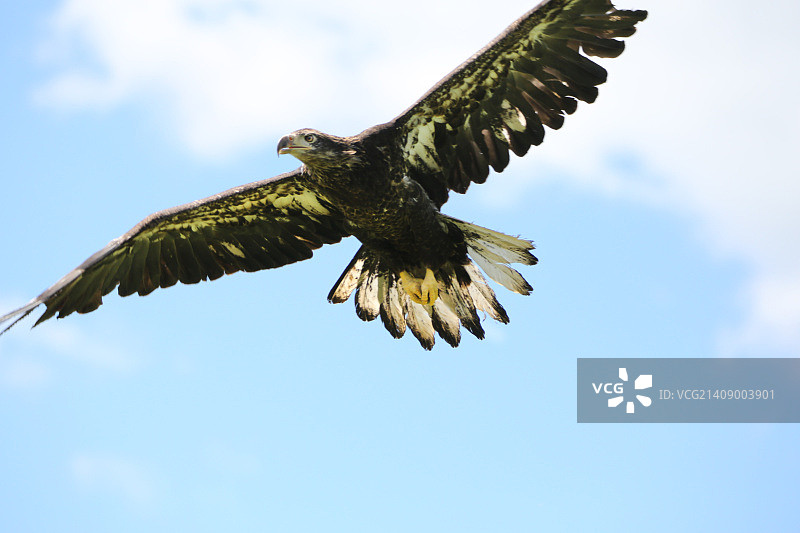 飞行中的幼年秃鹰图片素材