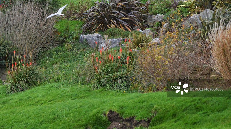 十二月的火把花图片素材