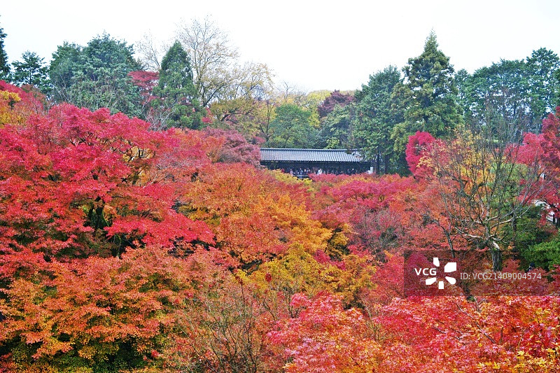 日本向日市图片素材