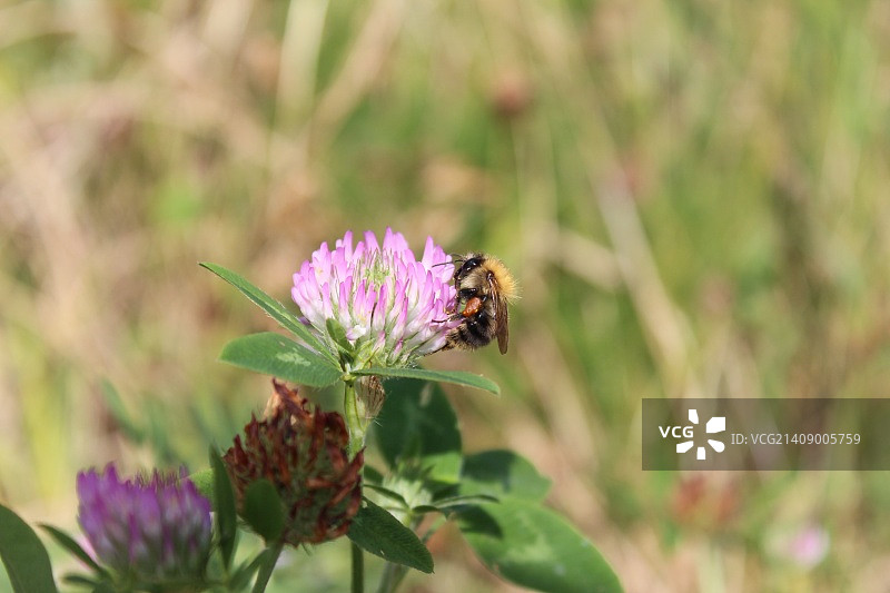 泰晤士河水闸图片素材