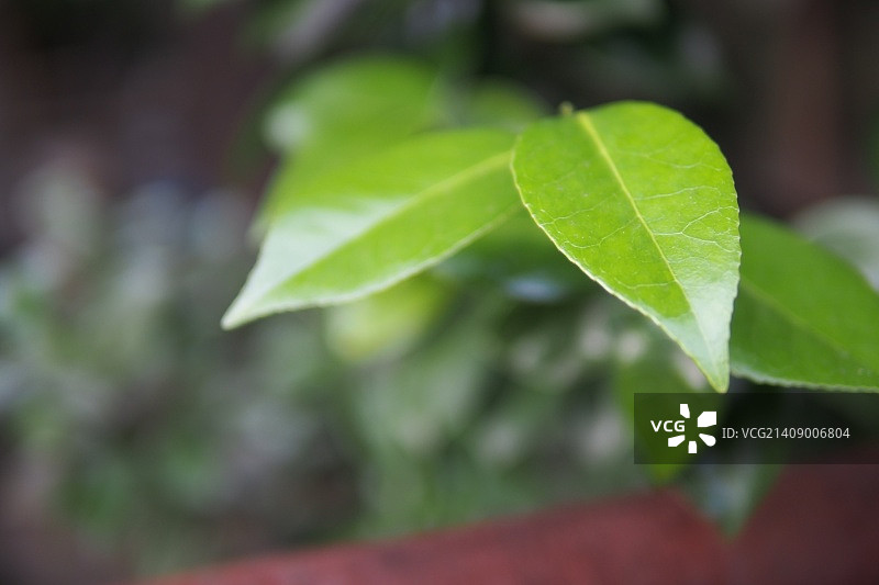 植物叶片特写图片素材