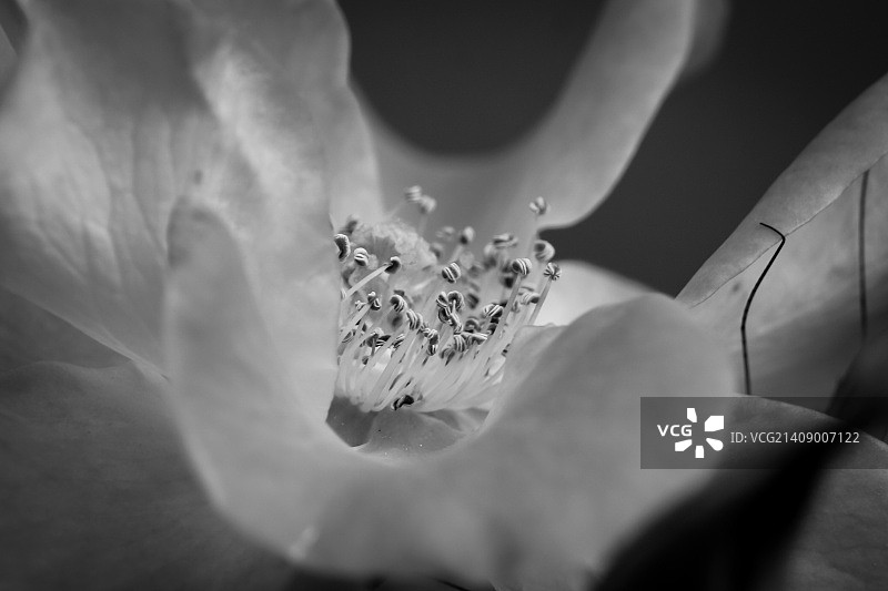 舞动的雄蕊图片素材