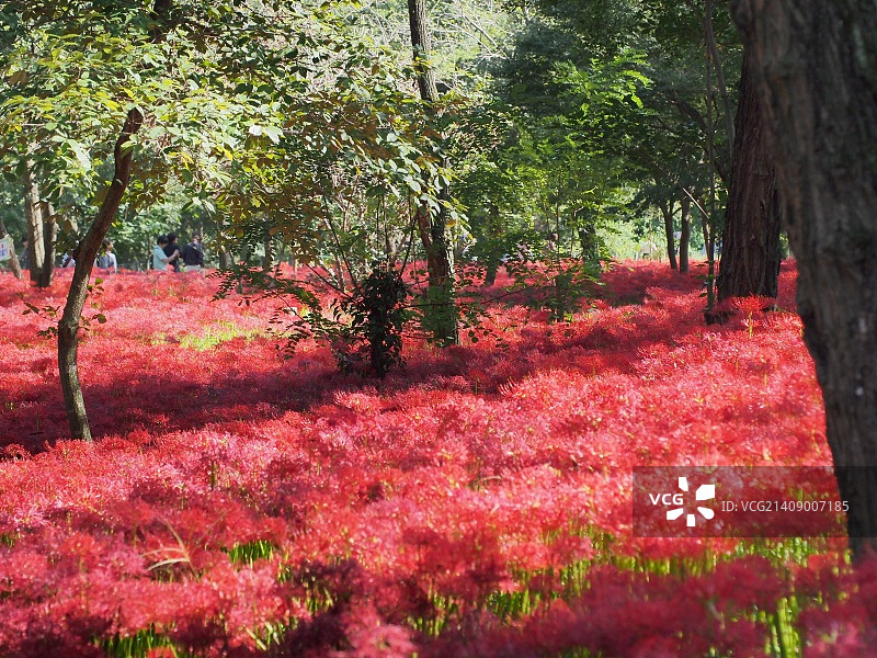 红蜘蛛莉莉图片素材