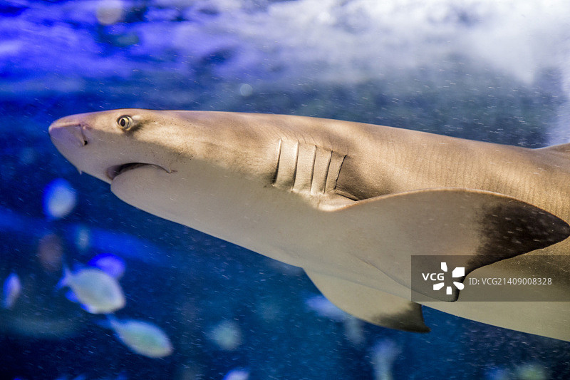 白色鲨鱼图片素材