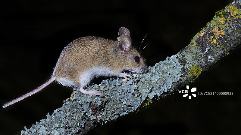 摄影师：toño sanchez图片素材