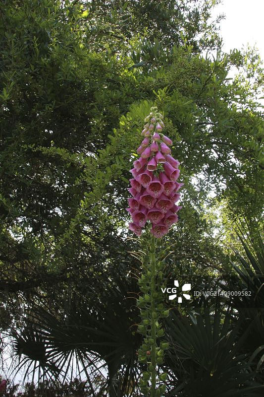 毛地黄图片素材