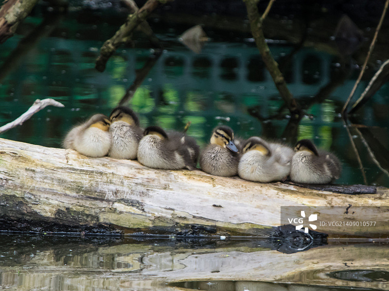 绿头鸭幼崽 2图片素材