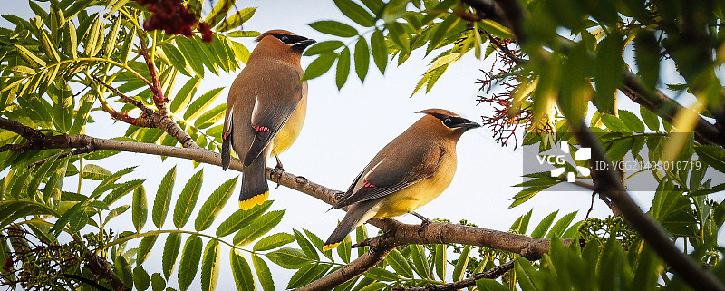 第154天 - 6月2日：暮光中的太平鸟图片素材