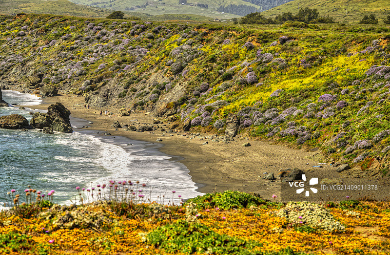 太平洋沿岸的鲜花地毯图片素材