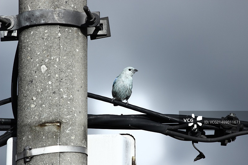 蓝知更鸟图片素材