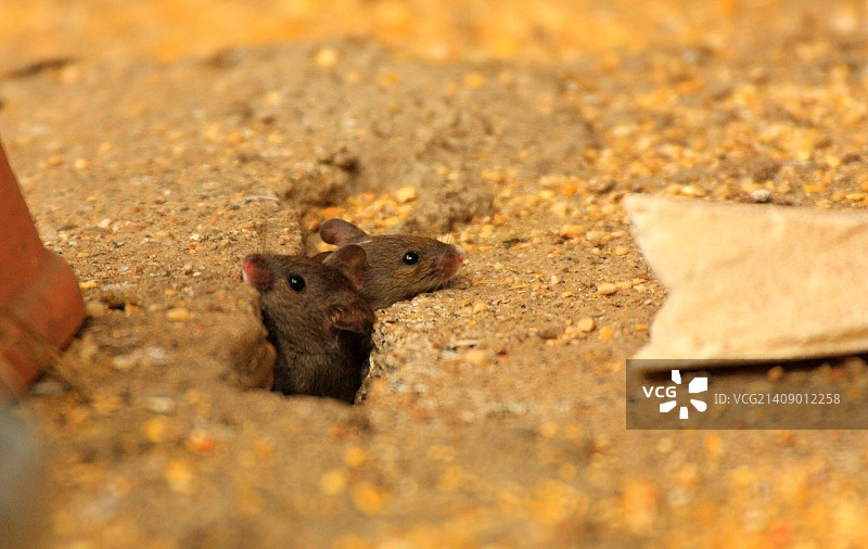 家鼠图片素材