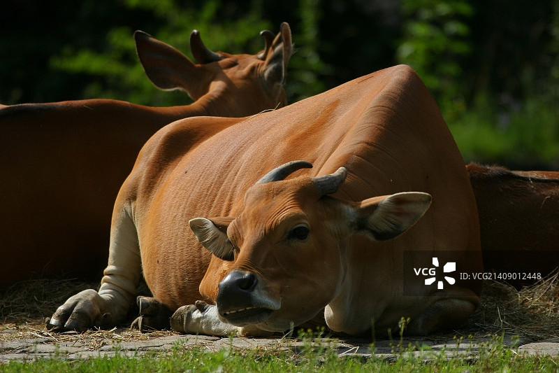 印度野牛图片素材