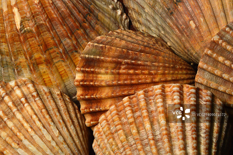 鸟蛤扇贝图片素材