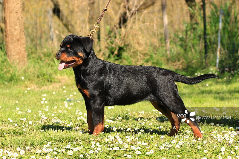 罗特韦尔犬图片素材