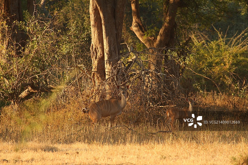 大捻角羚图片素材