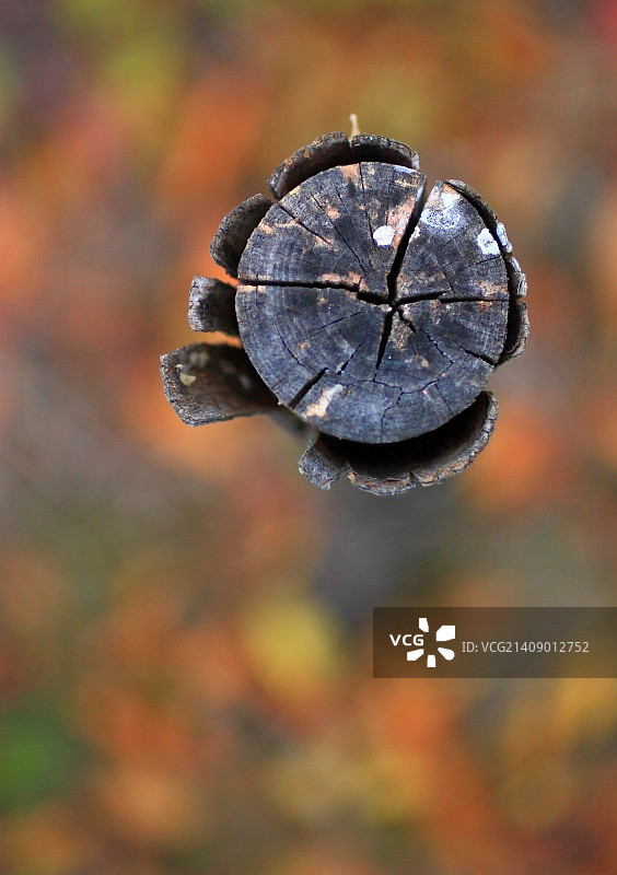 罗马尼亚布泽乌图片素材