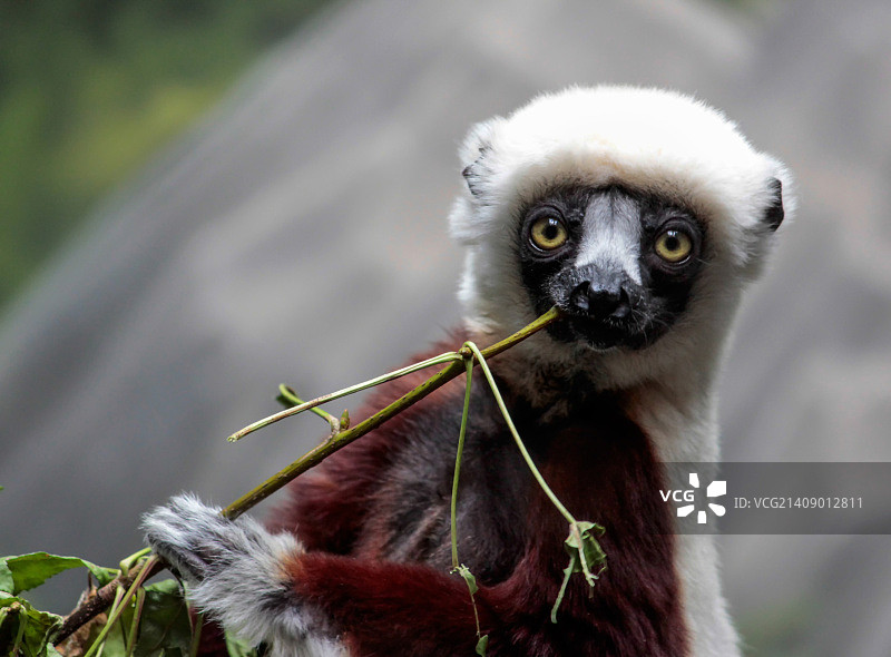 领狐猴图片素材