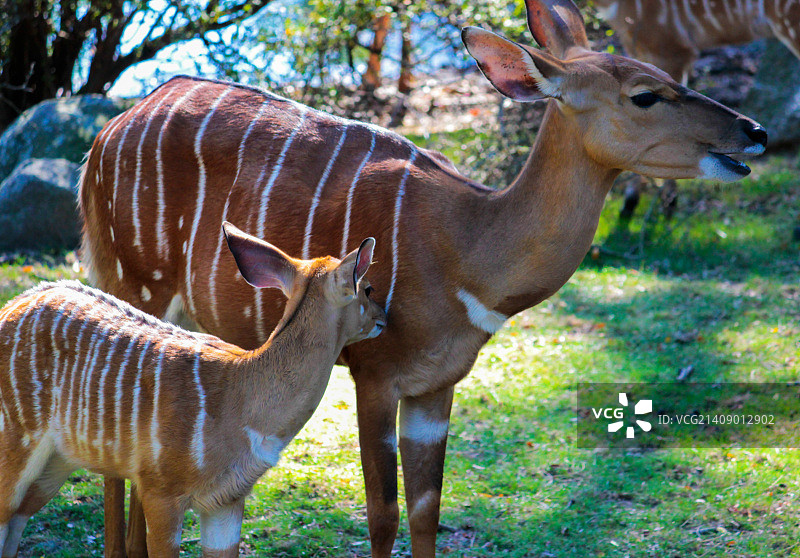 尼亚拉羚羊图片素材