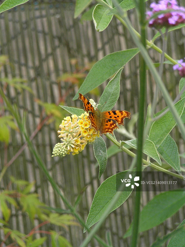 逗号蝶图片素材