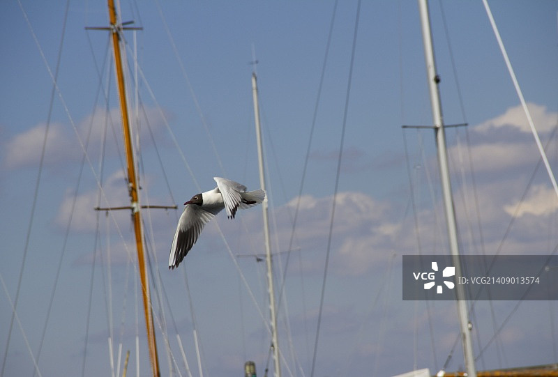跟随水手图片素材
