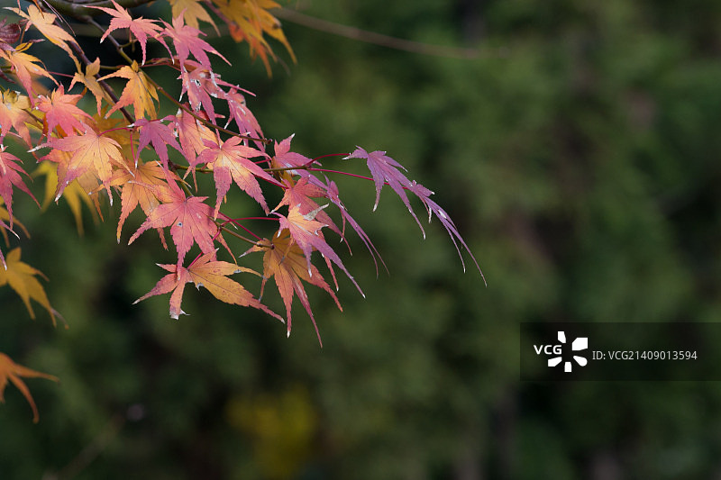 日本皇宫花园里的日本枫树图片素材