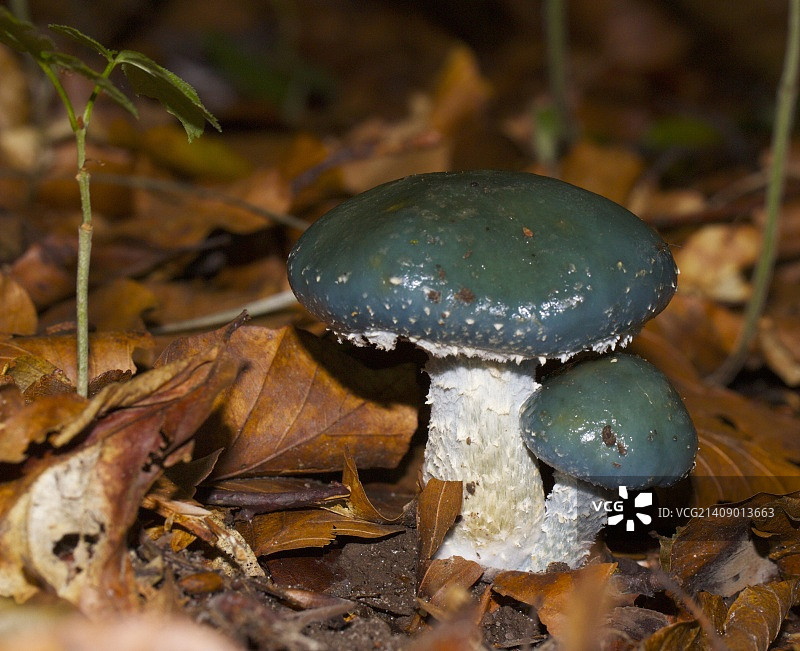 绿色毒药图片素材